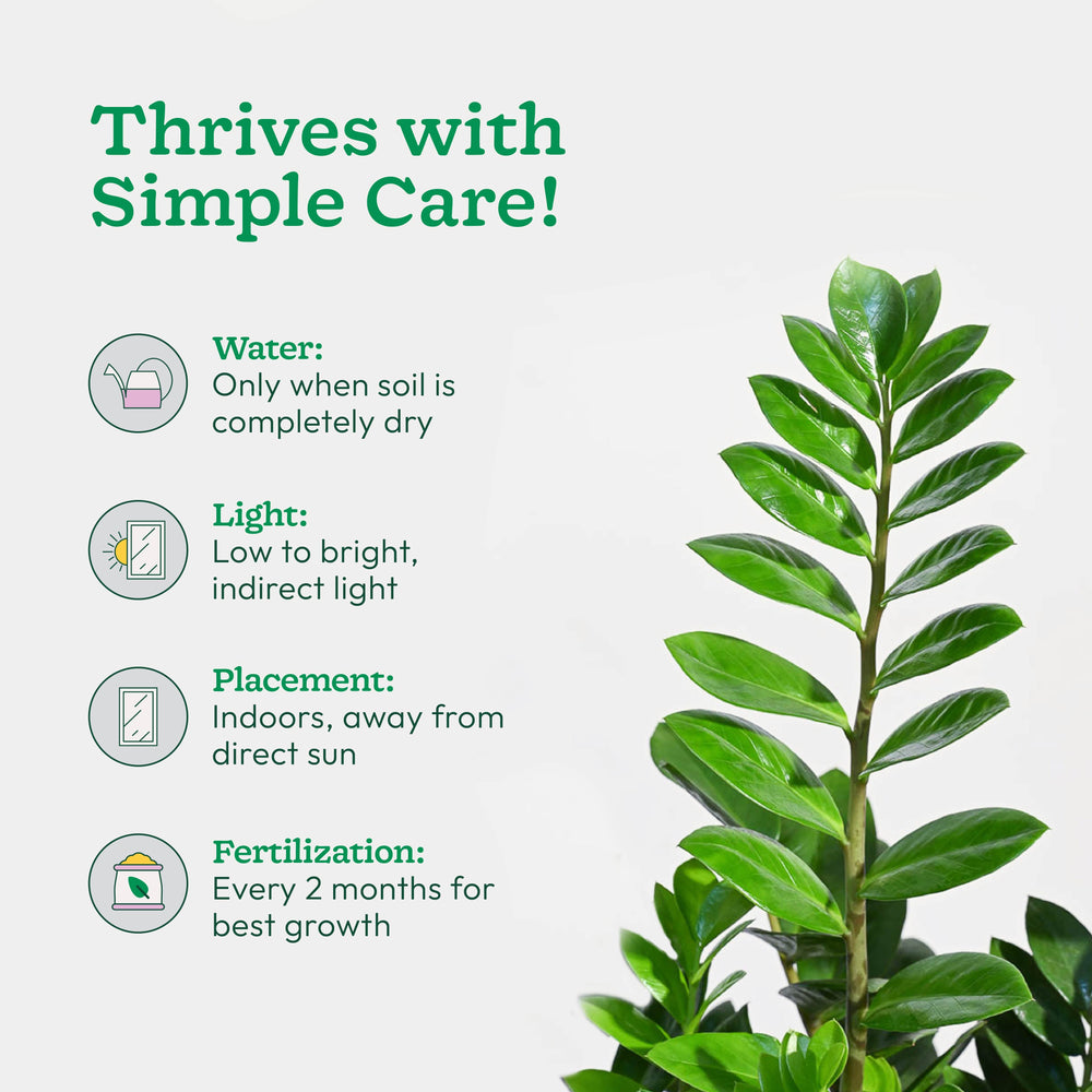 zz plant health benefits Buy Large ZZ Plant | Low Maintenance & Perfect for Beginners