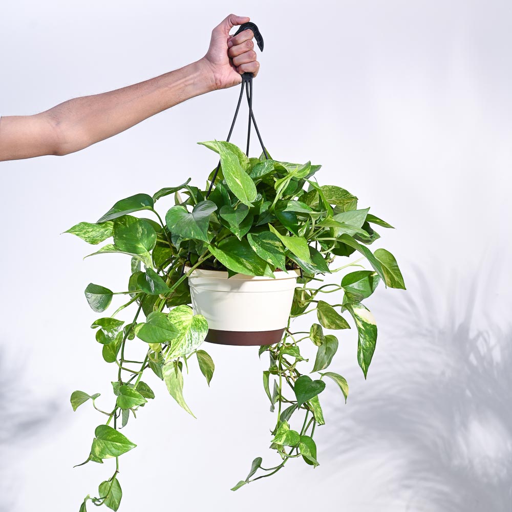 money plant hanging basket Money Plant Variegated With Hanging Pot – Ugaoo