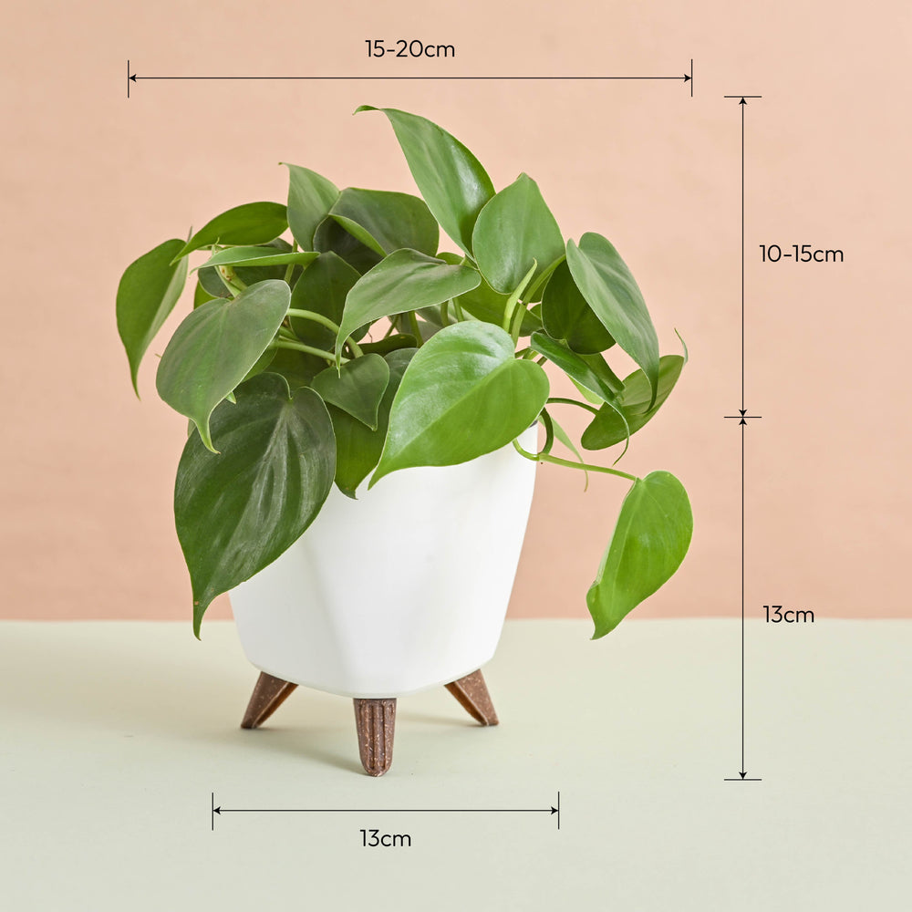 Oxycardium Green Plant Gift for Women&