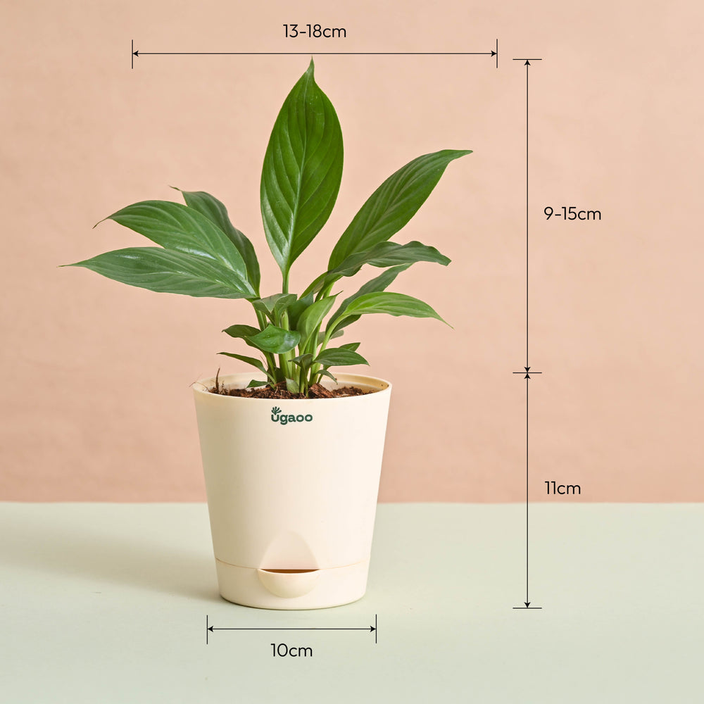 Peace Lily Plant Gift for Women&
