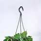 Philodendron Oxycardium Green With Hanging Pot