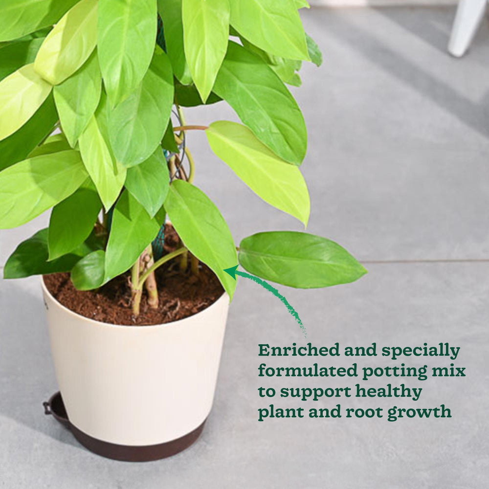 Philodendron Ceylon Golden Plant With Moss Stick