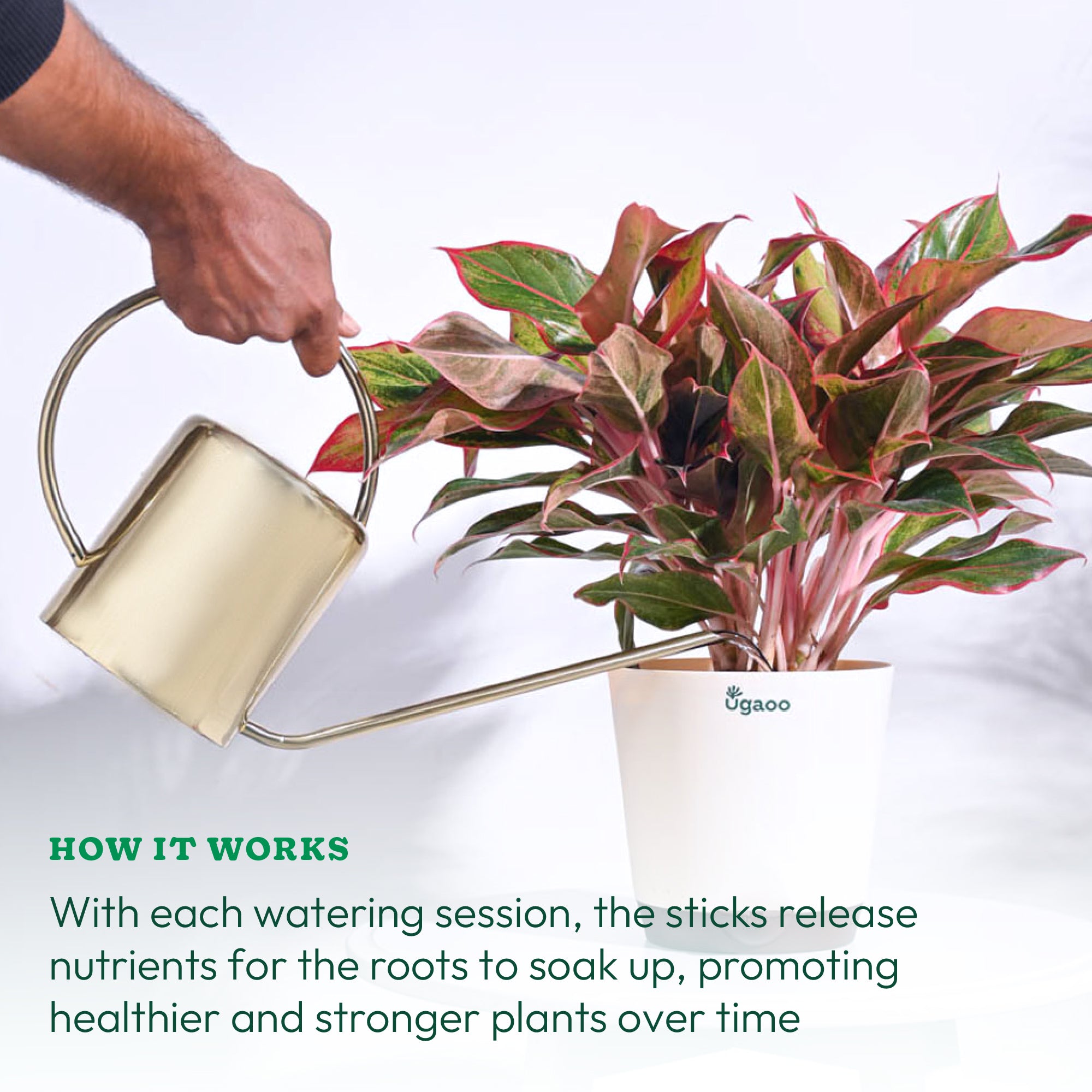 Growing Stick Plant Growth Sticks Pack | Promote Healthy Growth & Blooms – Ugaoo