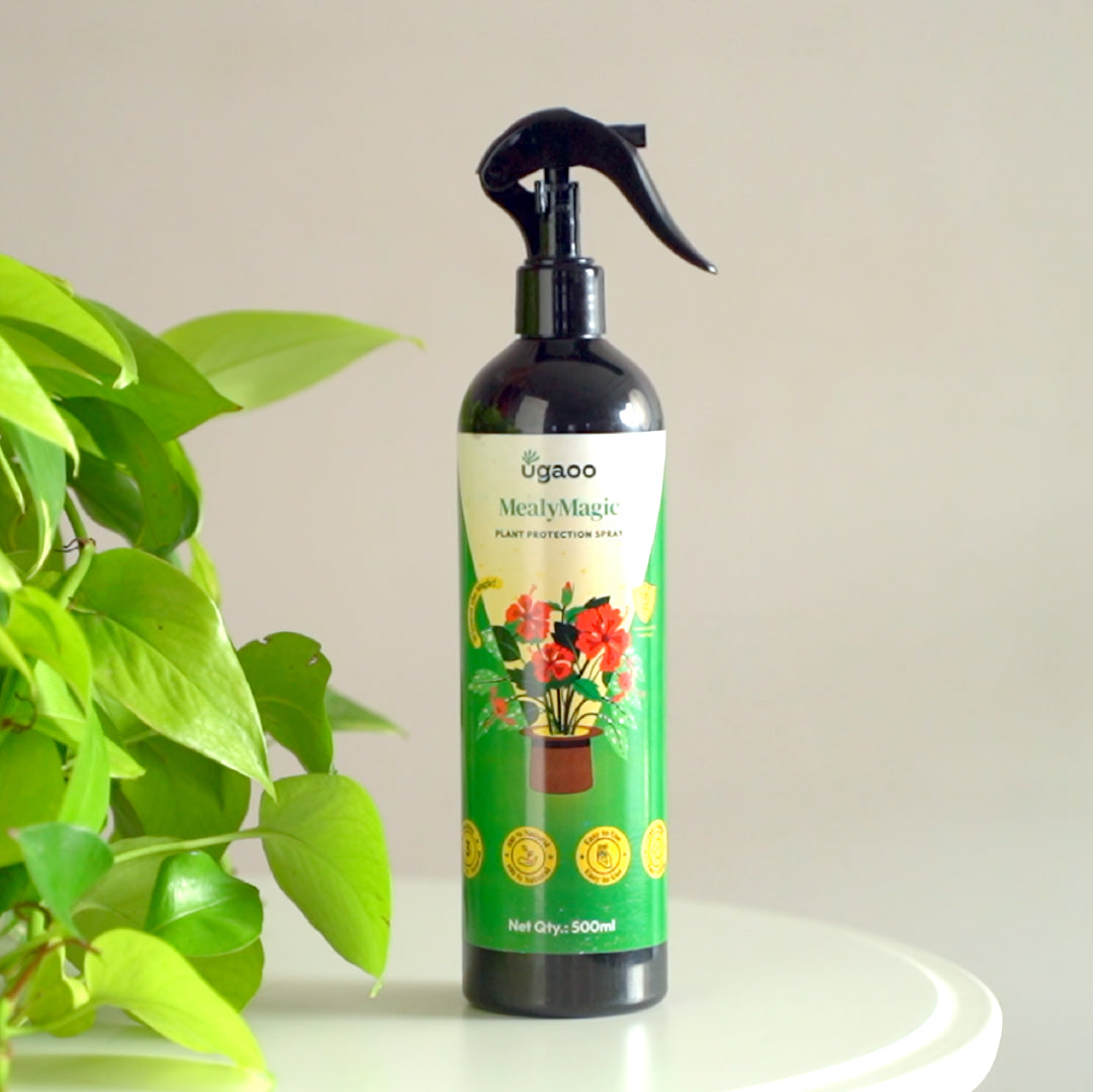 Buy Effective Mealybug Spray: An Eco-friendly & Natural Insecticide for ...