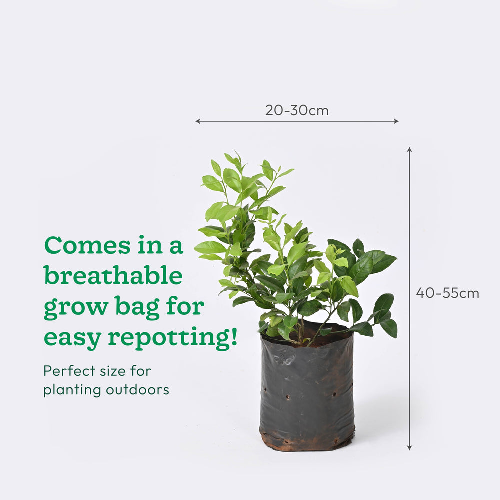 Lemon Plant with Grow Bag