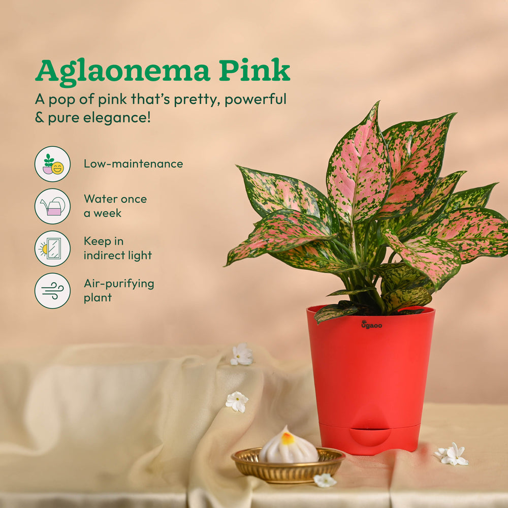 Ganapati Decor - Bundle of Plants