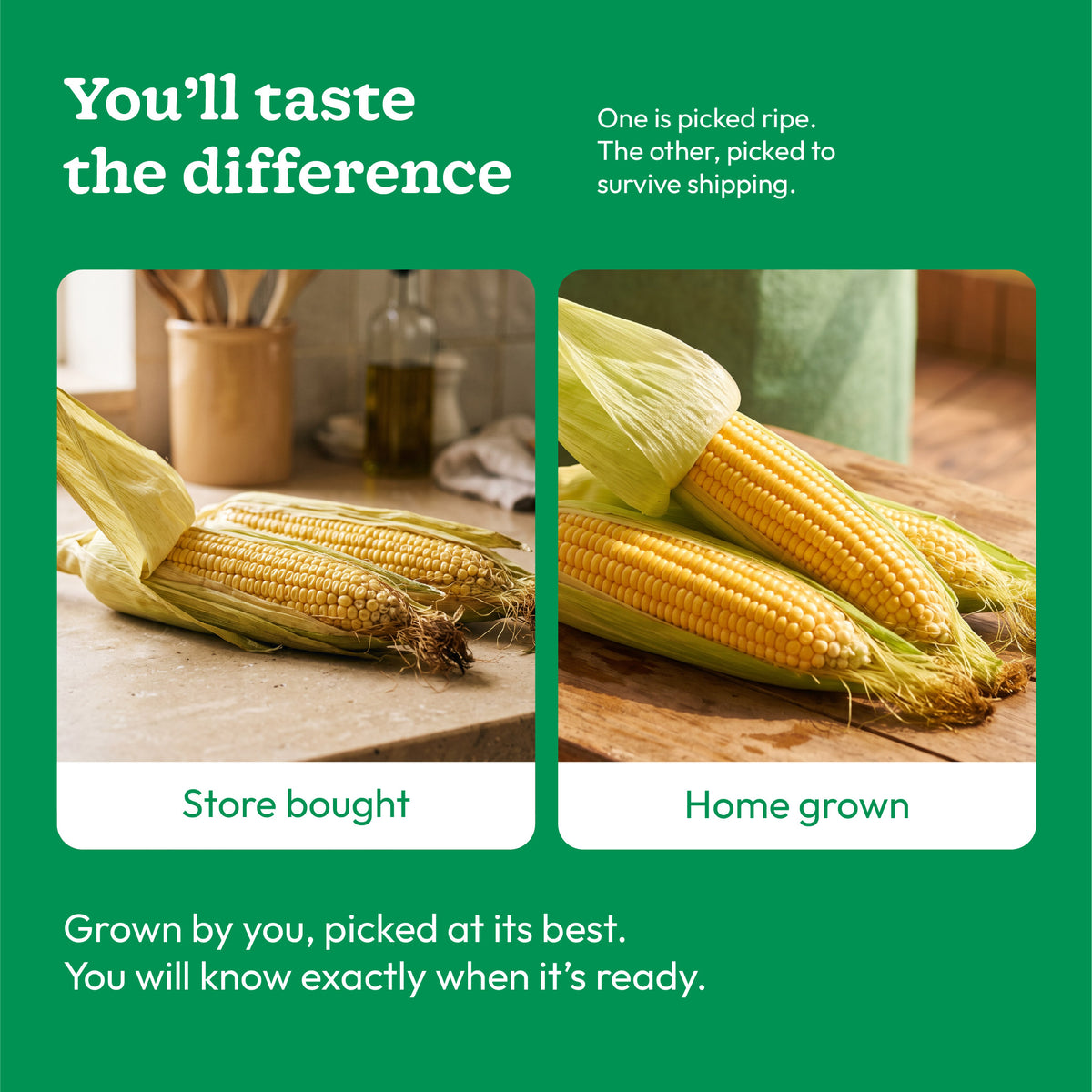 Sweetcorn Seeds