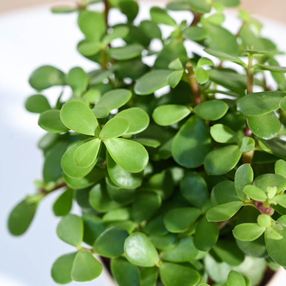 jade plant in telugu Jade Mini Plant For Environment Day Gifting – Ugaoo