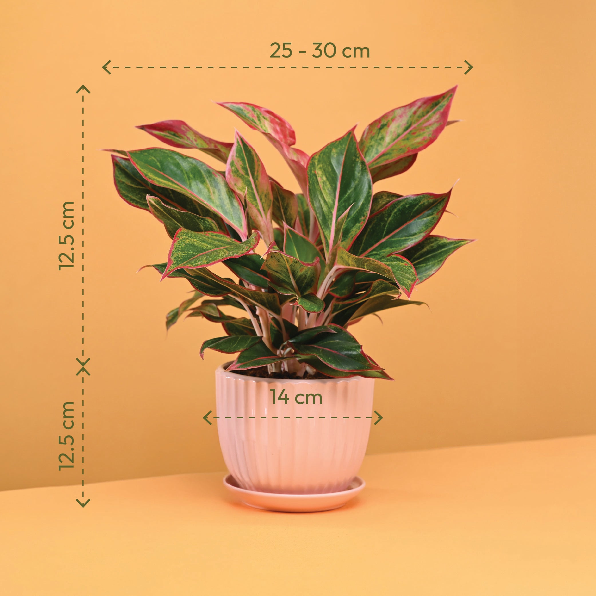 Rakhi Gift for Sister - Aglaonema Red Plant in Grail Ceramic Pot - Medium