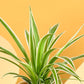 Spider Plant For Mother&