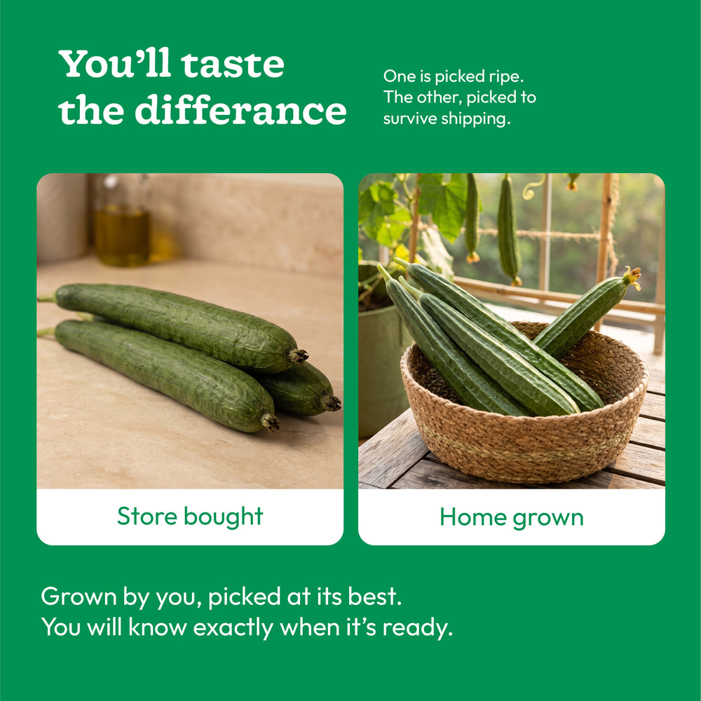 Ridge Gourd Seeds