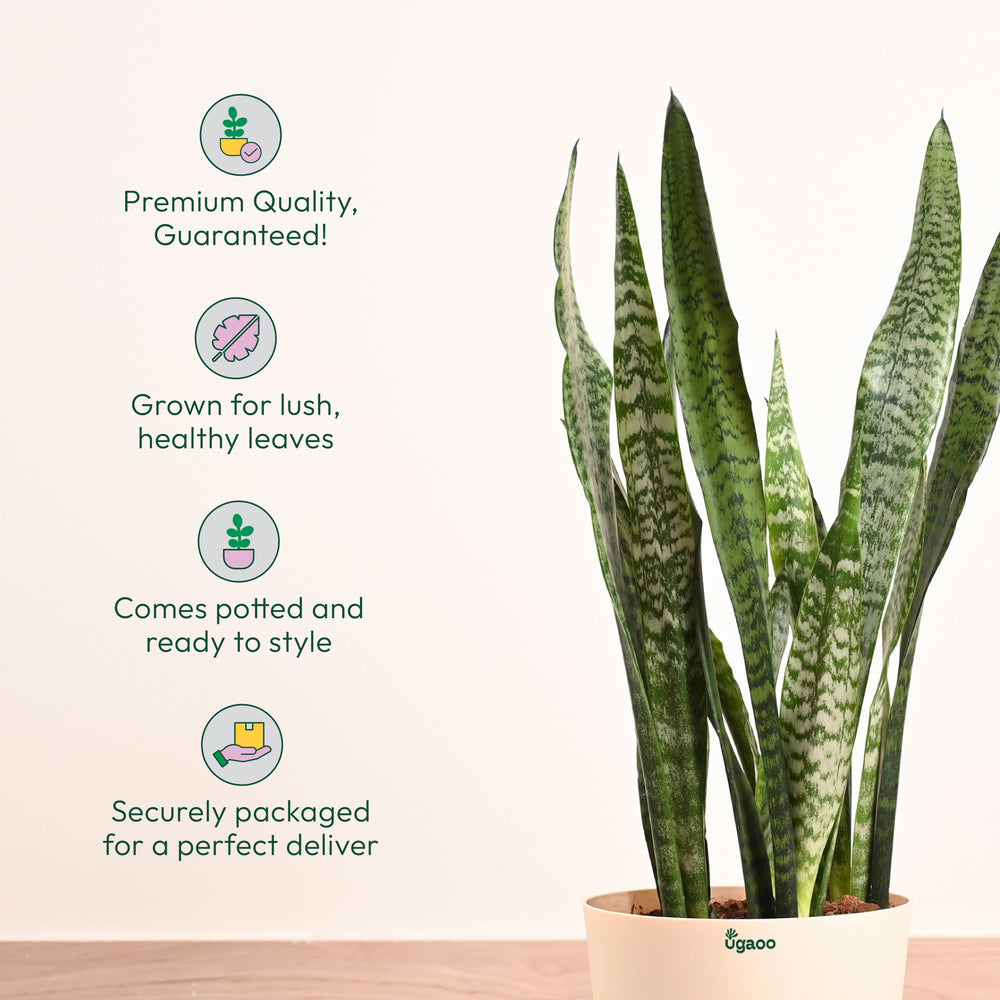 Sansevieria Zeylanica - XL