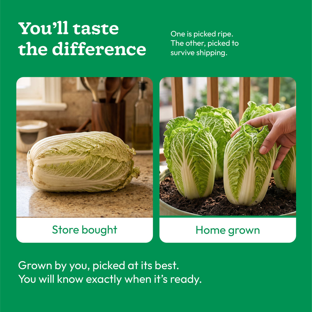 Chinese Cabbage Seeds