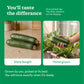 Zucchini Seeds (Squash)