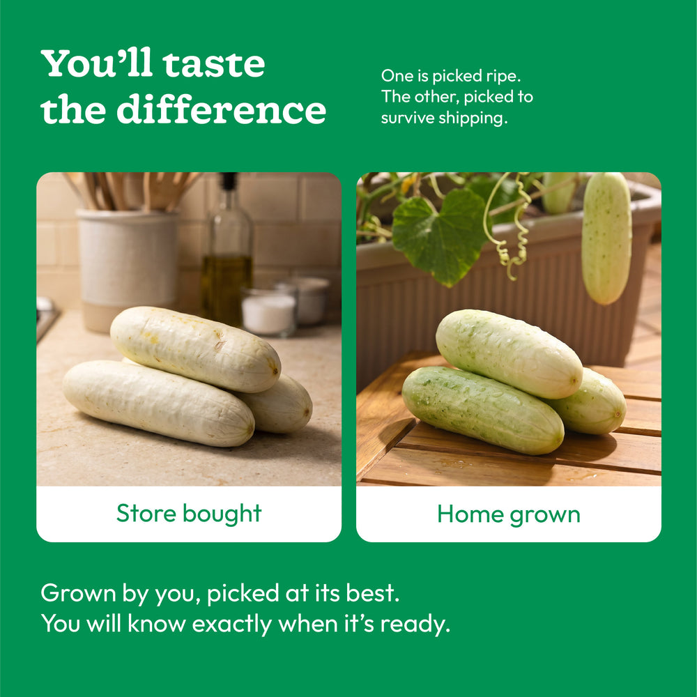 White Cucumber Seeds (Khira)