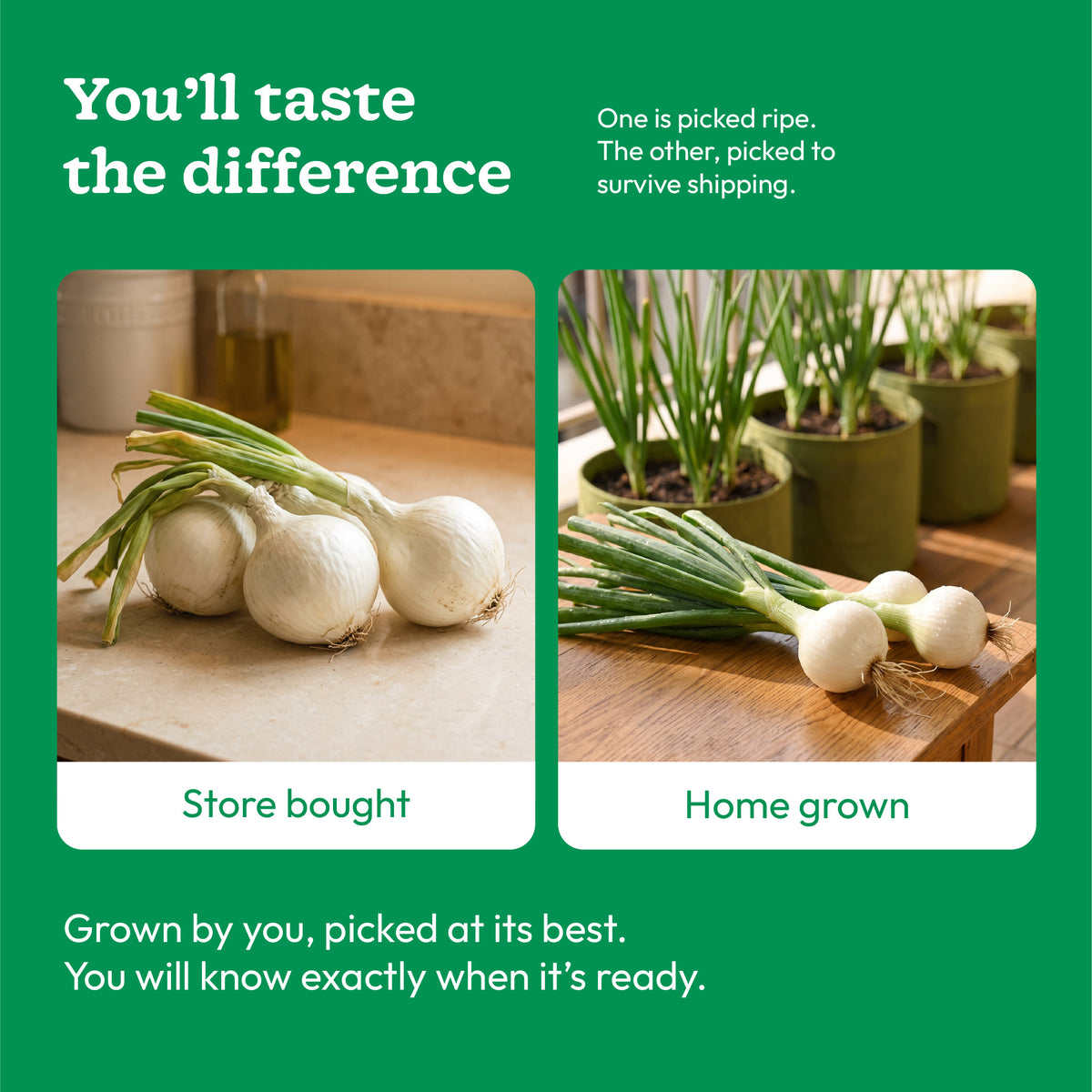 White Onion Seeds