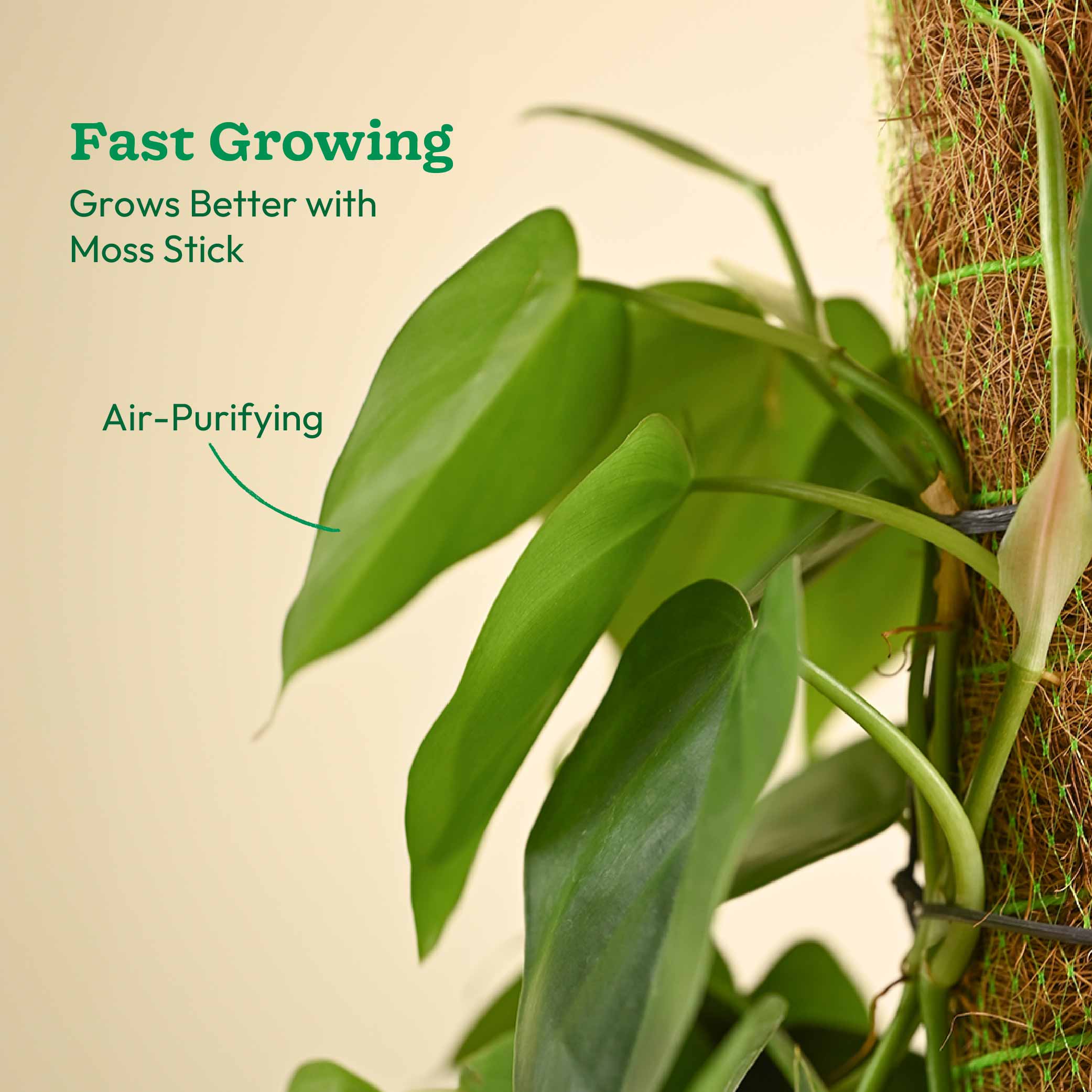 Oxycardium Green Plant with Moss Stick - Medium