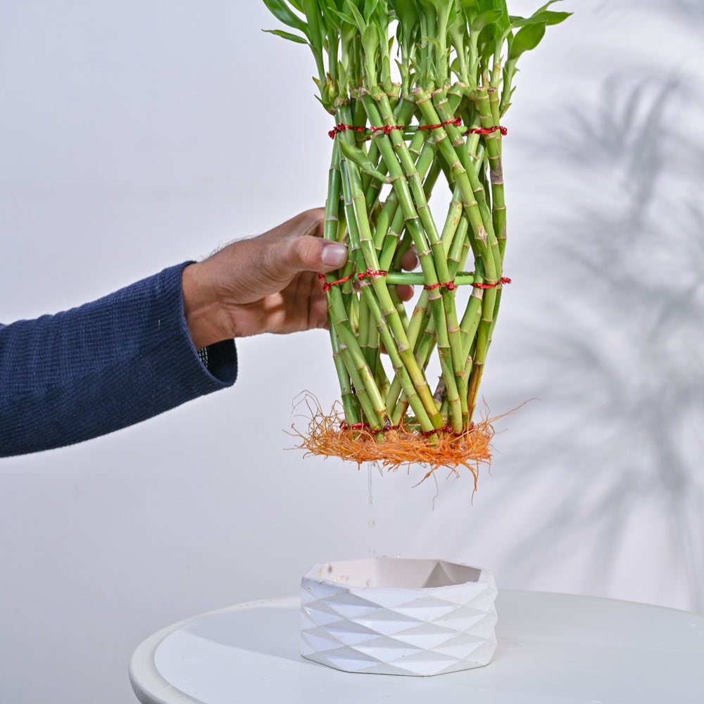pineapple bamboo plant Buy a Braided Pineapple Lucky Bamboo plant online in India. – Ugaoo