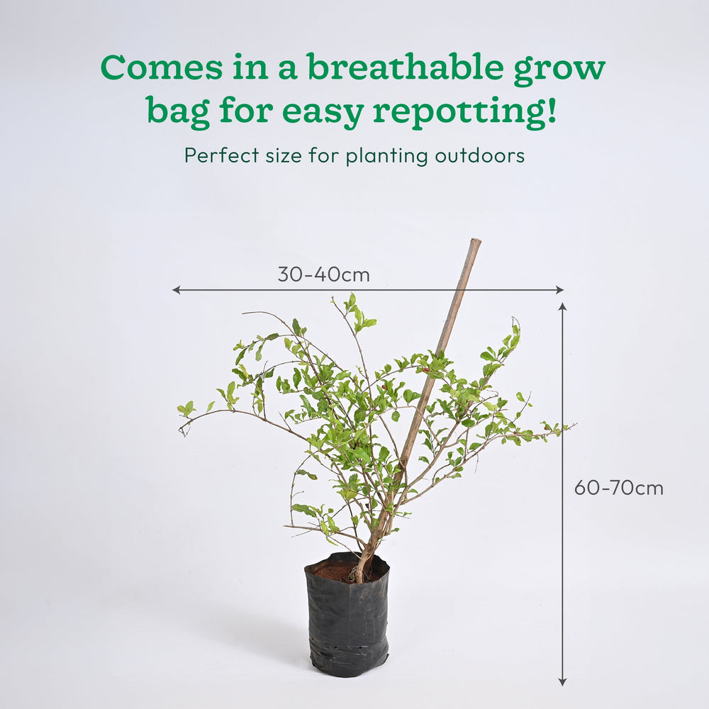 Pomegranate Plant with Grow Bag