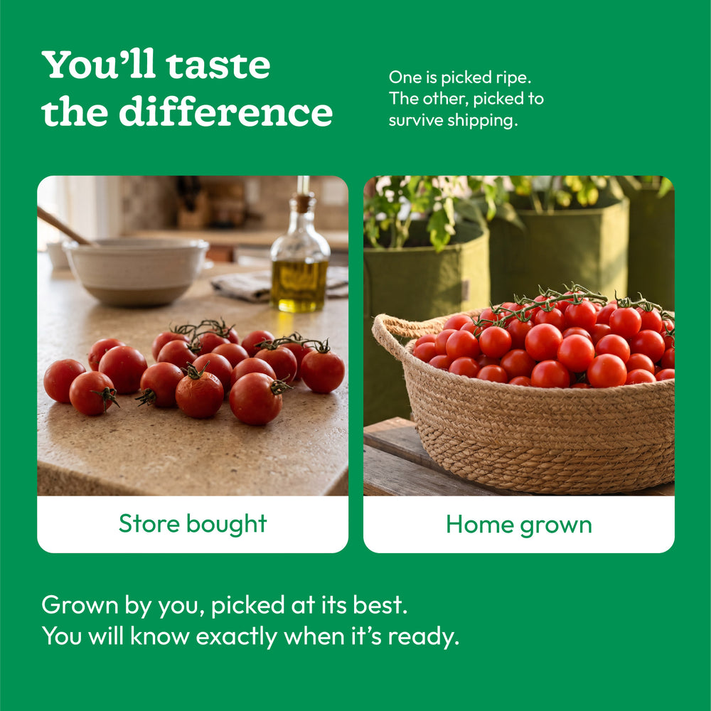 Cherry Tomato Seeds