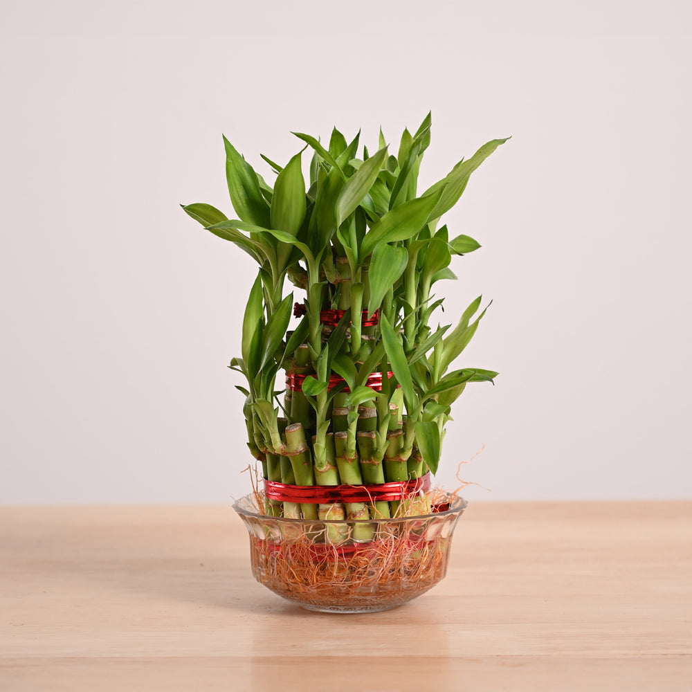 Is It Good to Have Lucky Bamboo at Home? Discover the Benefits!