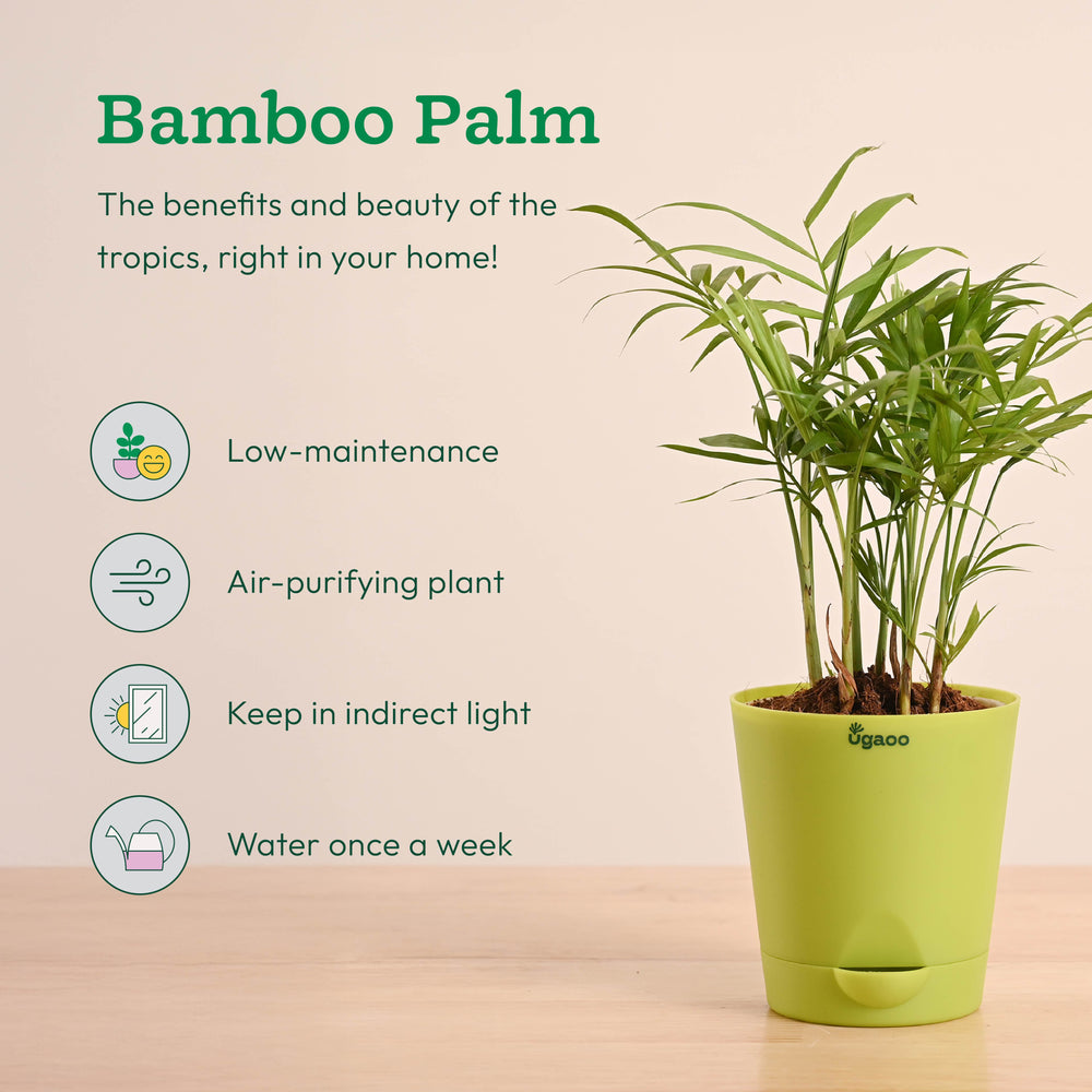 Air Purifying Indoor Plants Combo - Low Care Oxygen Boosters