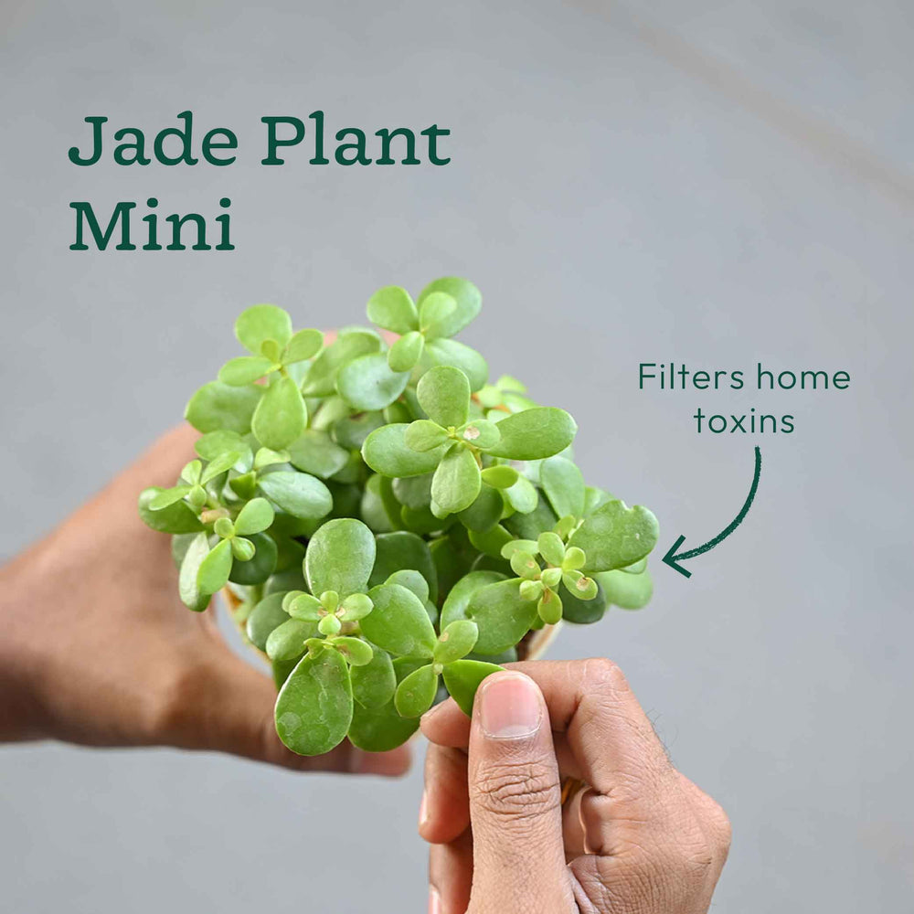 Pack of 4 Home Air Purifier Plant Bundle