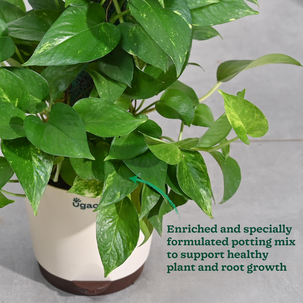 Money Plant Variegated with Moss Stick