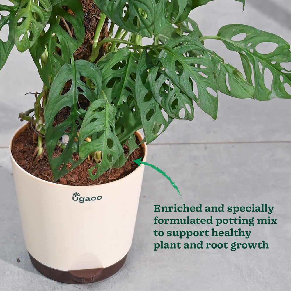 Broken Heart Plant With Moss Stick