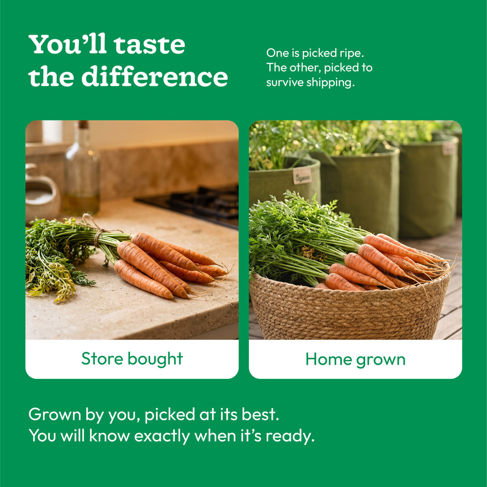 Desi Carrot Seeds (Long)