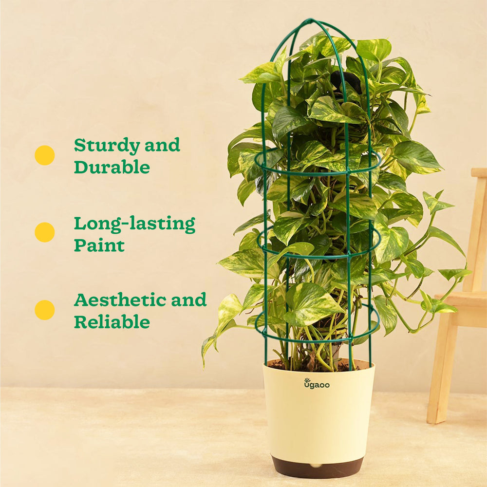 money plant climbing support Trellis Plant Support Stands