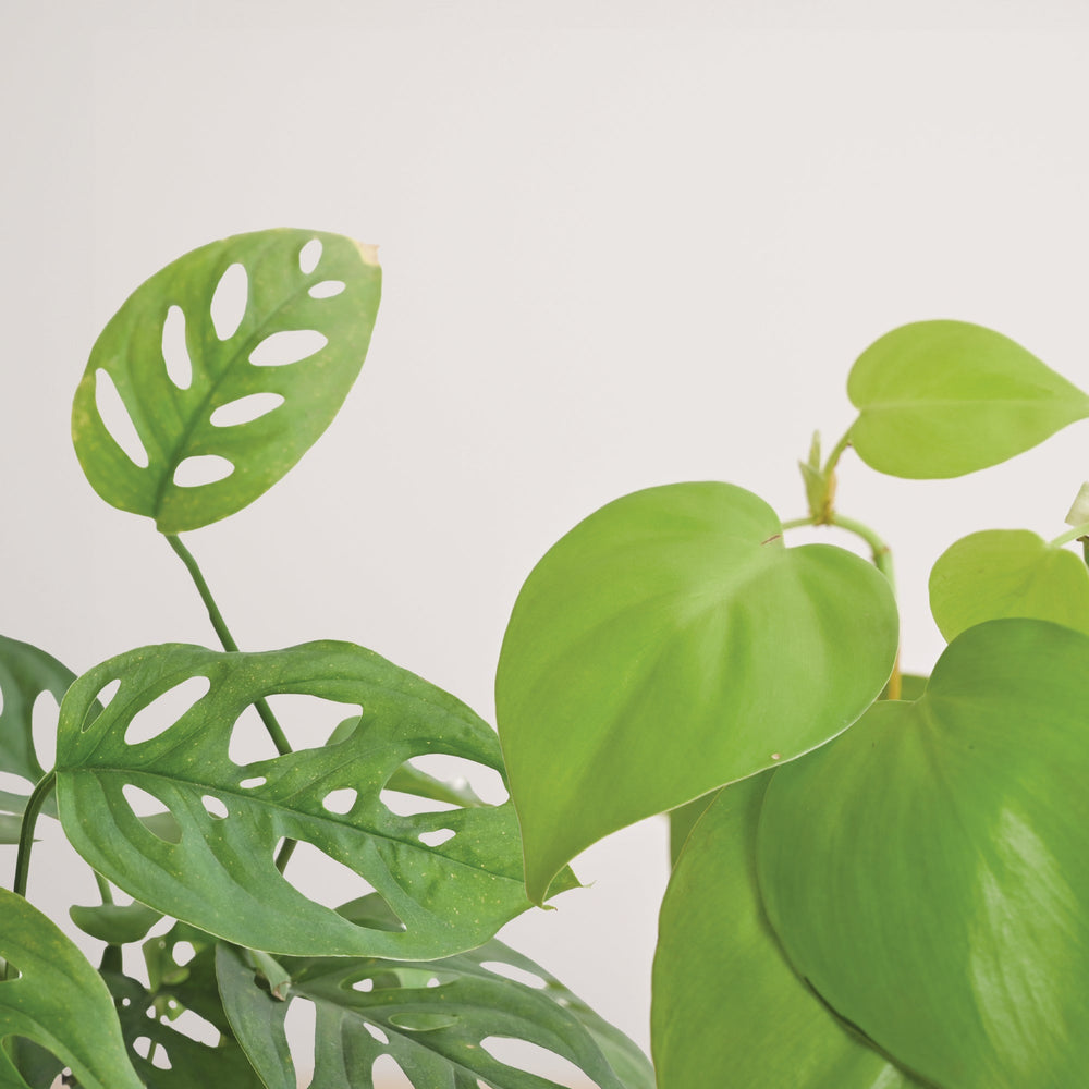 Indoor Plant Bundle: Fittonia, Jade Mini, Broken Heart, Philodendron Oxycardium Golden