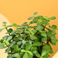 Jade Mini Plant For Mother&