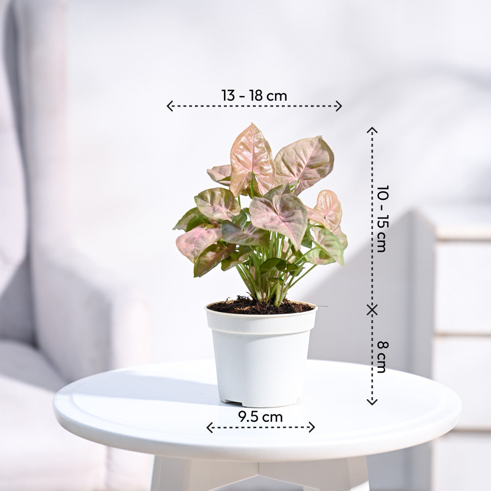 Syngonium Pink Plant with Self Watering Pot