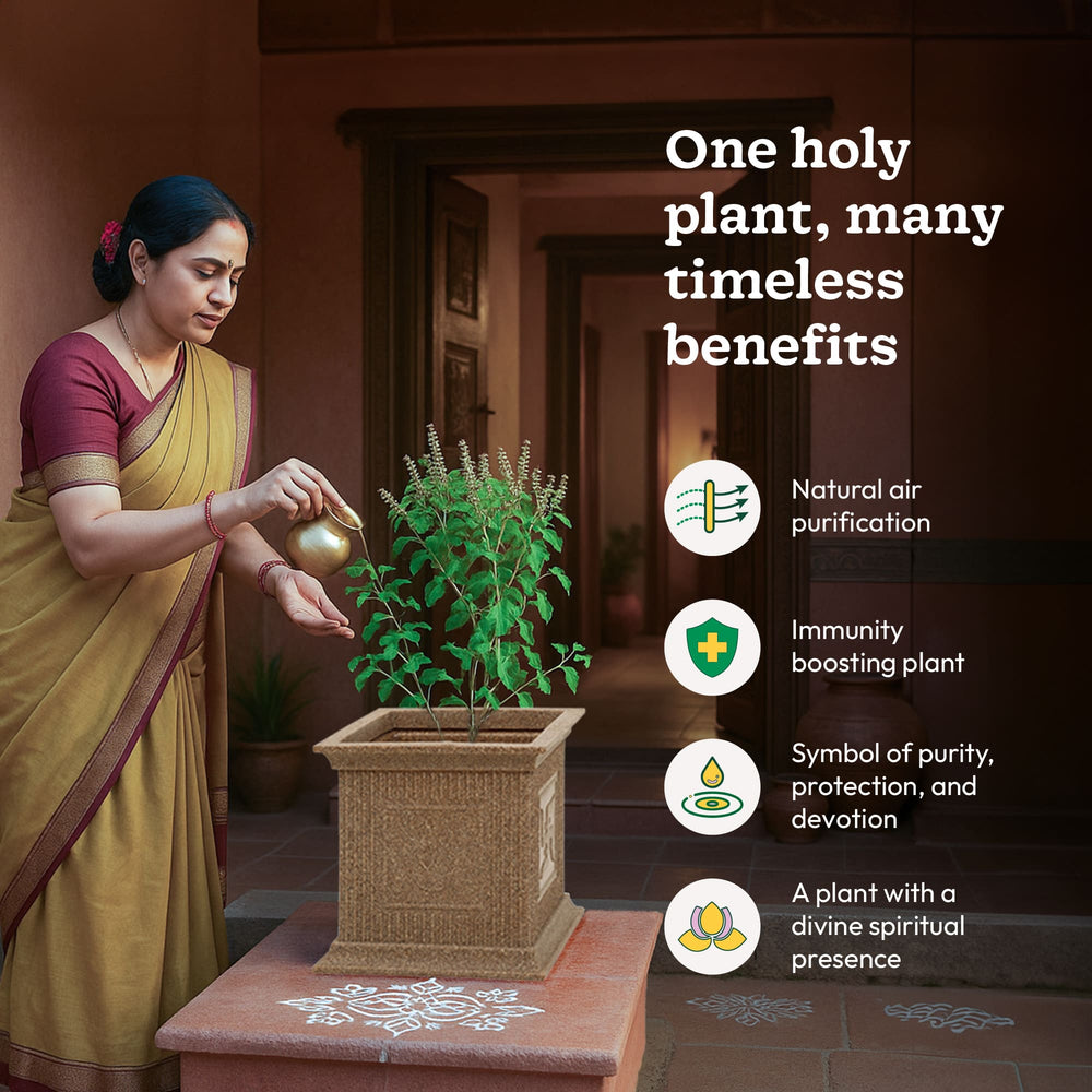 tulsi plant air purifier Buy Plastic Pot for Tulsi Plant | Durable & Elegant