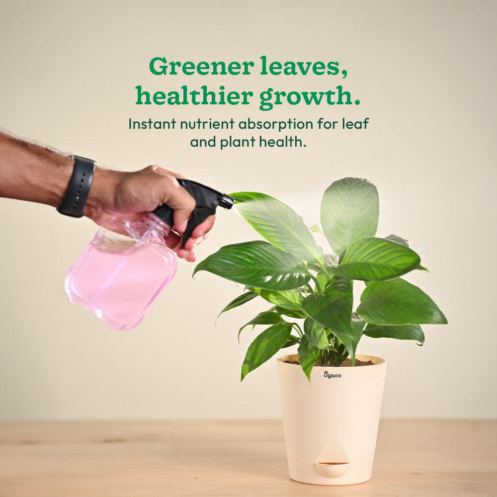 Instagrow NPK 19:19:19 Fertilizer