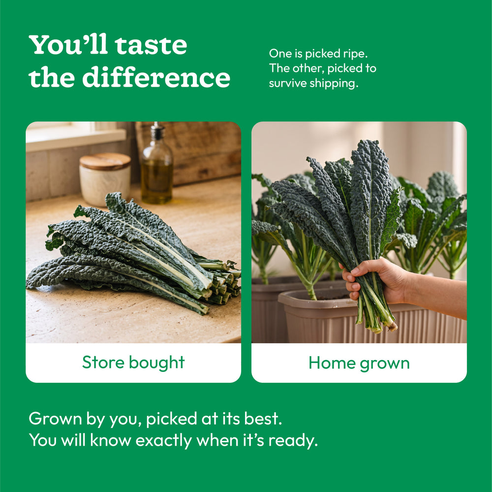 Kale Seeds
