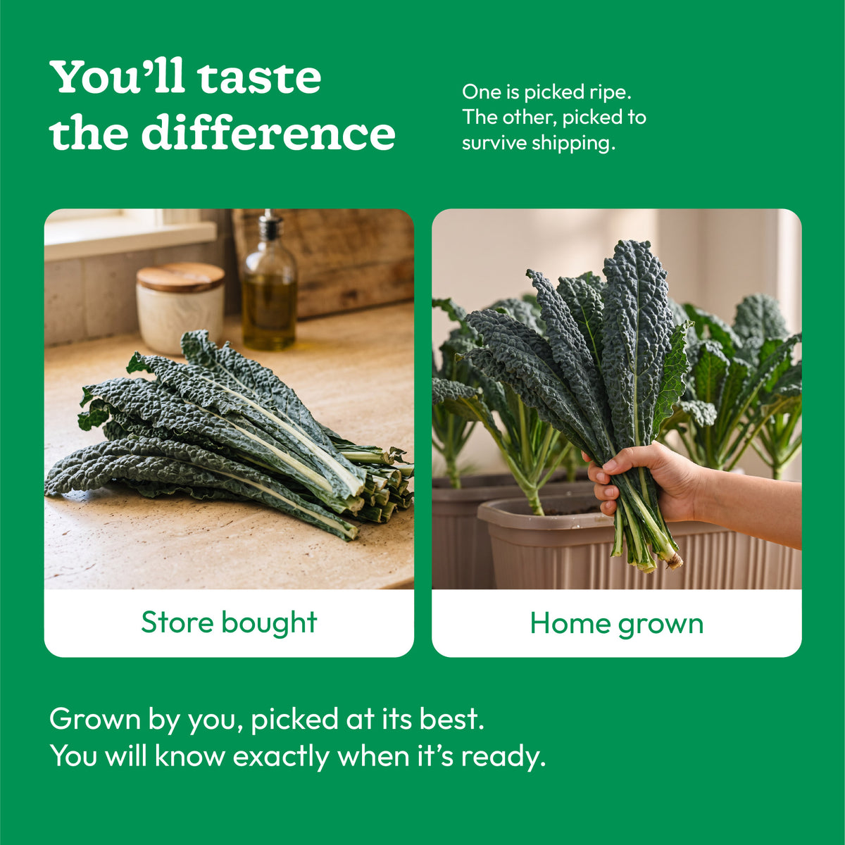 Kale Seeds