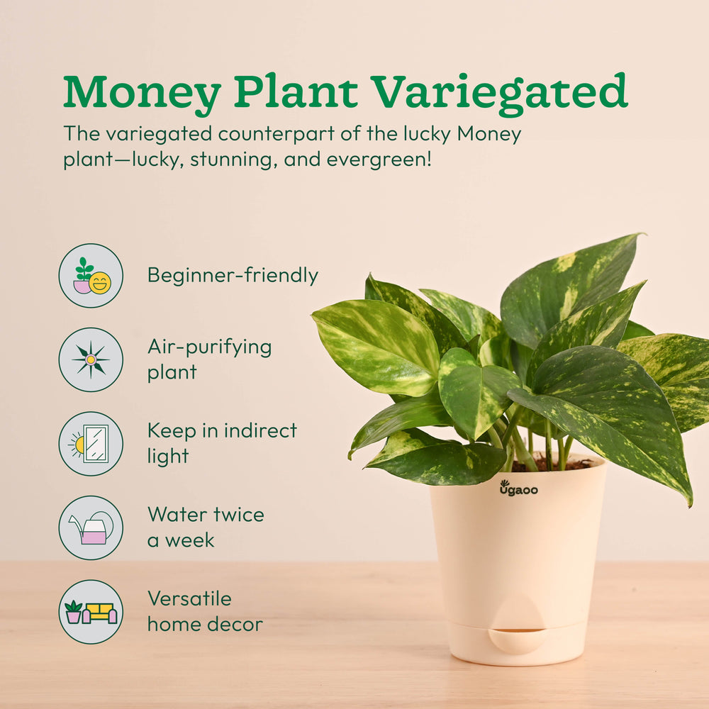 Vastu &amp; Feng Shui Lucky Plant Combo - Good Luck Plants for Home