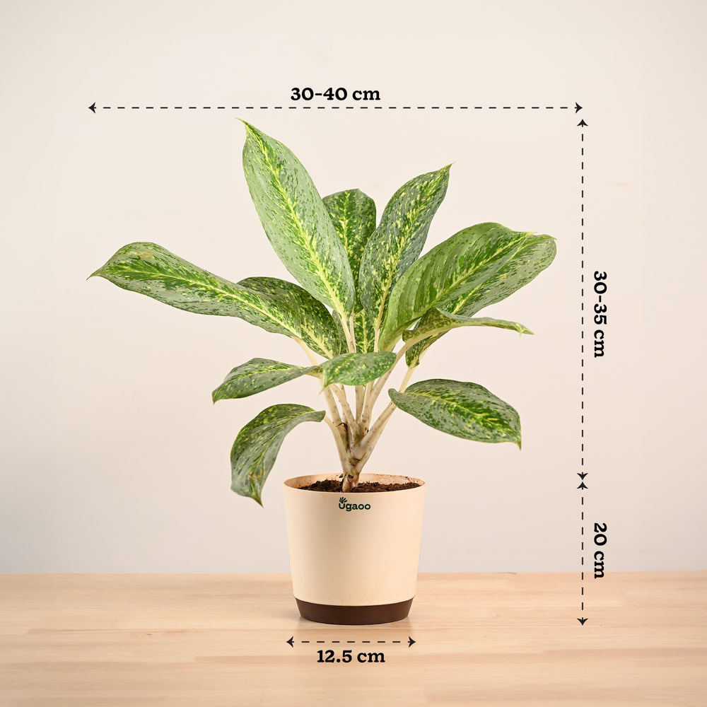 Aglaonema Butterfly Plant - Large