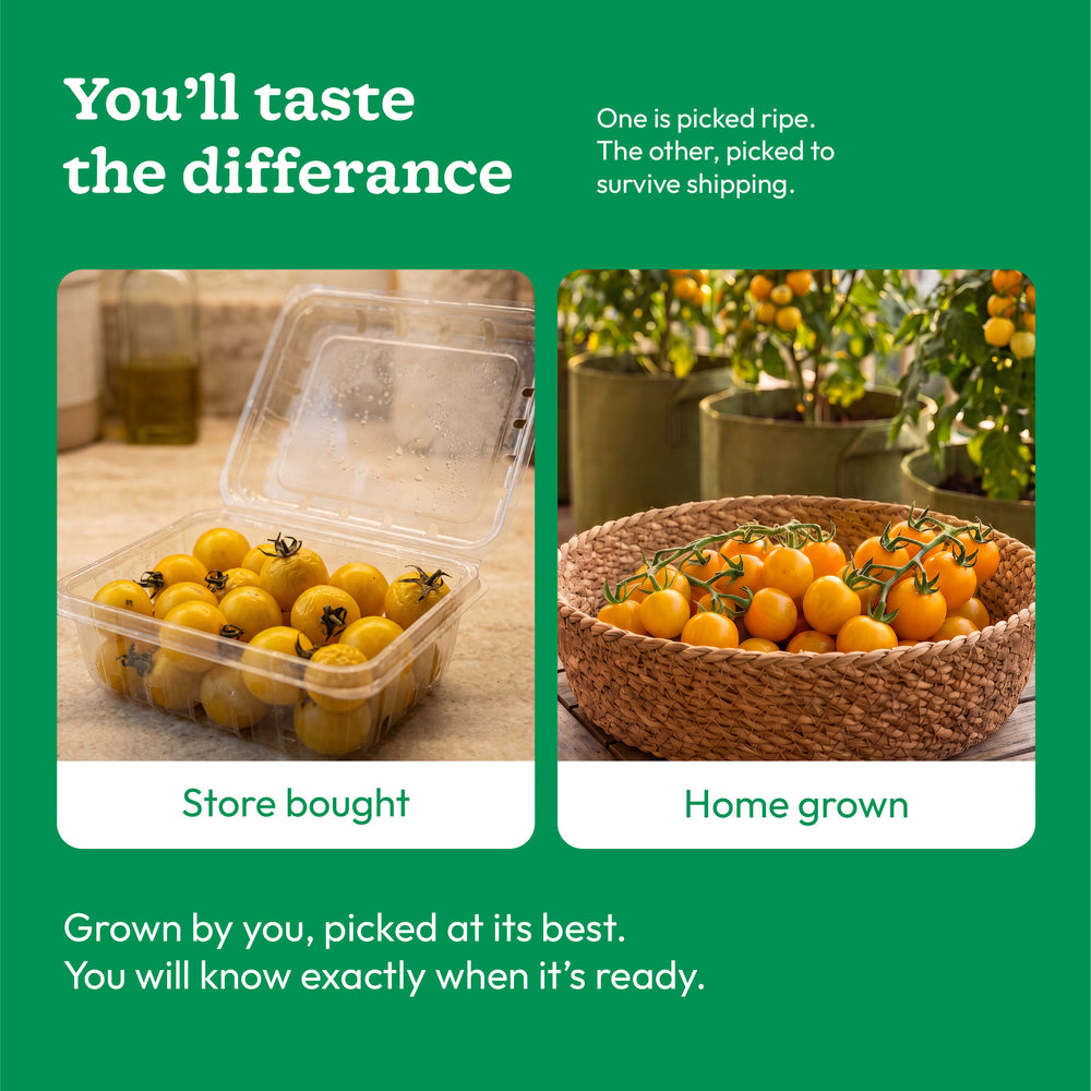 Cherry Tomatoes Seeds (Yellow)