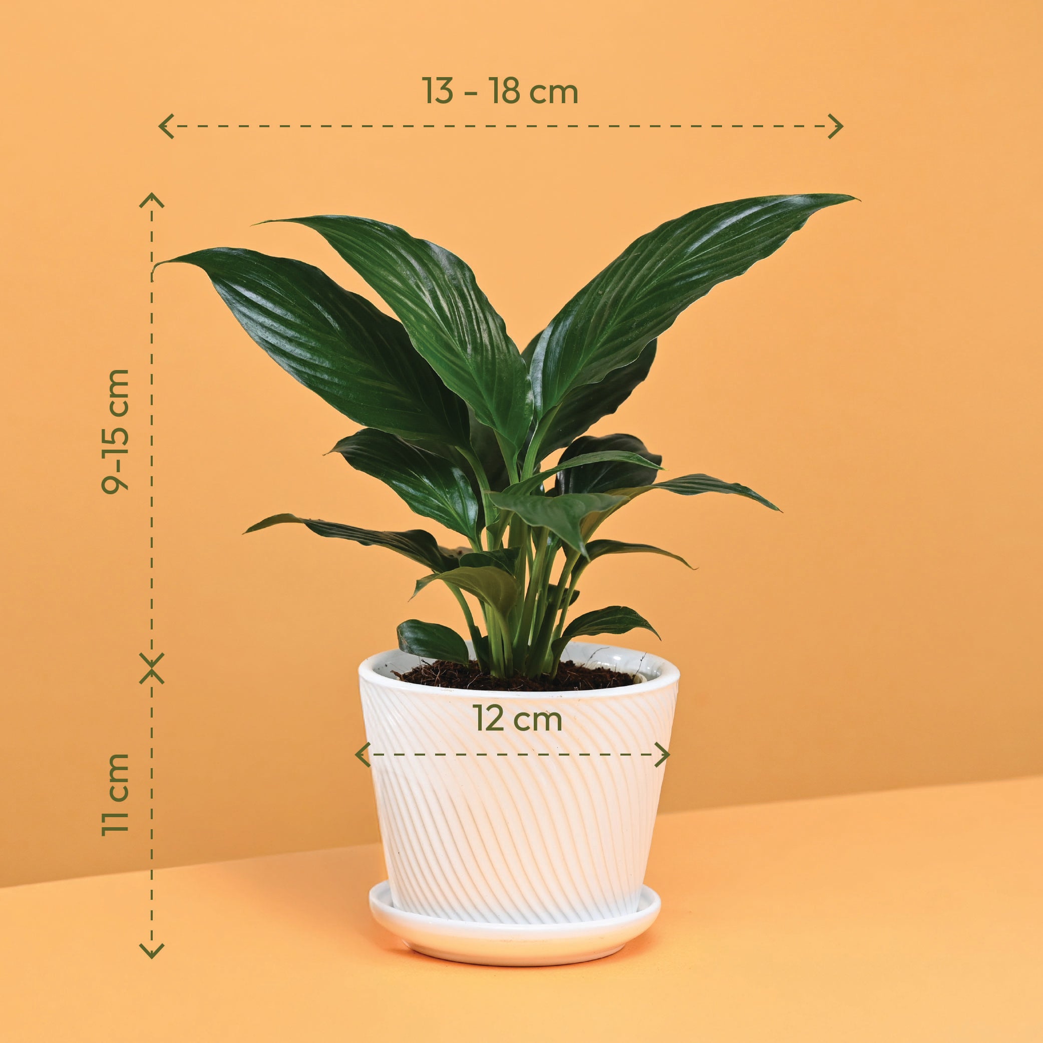 Rakhi Gift for Sister - Peace Lily Plant with Spiro Ceramic Pot