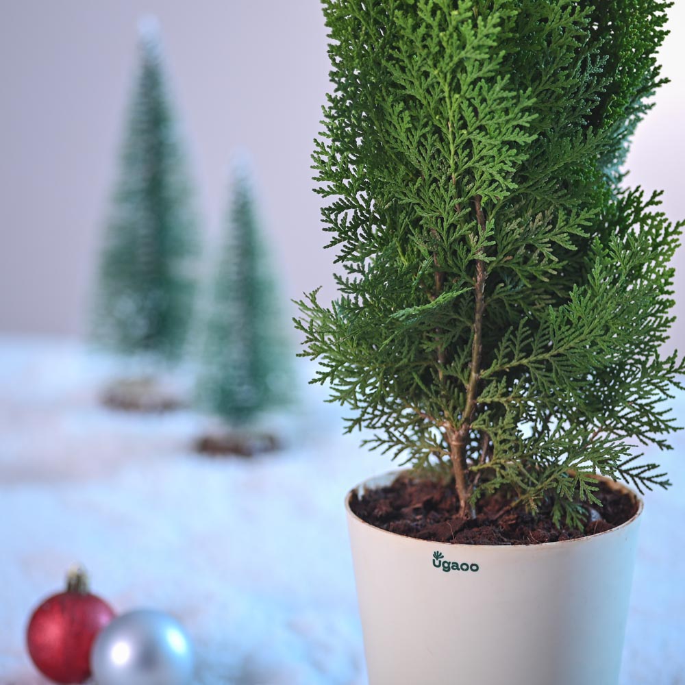 is christmas tree an indoor plant Thuja Plant for Christmas – Ugaoo