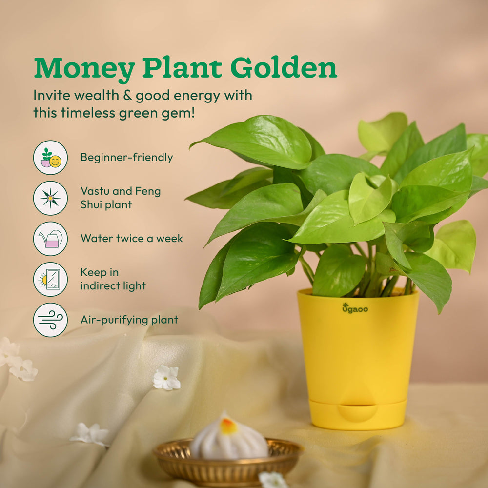 Ganapati Decor - Set of Plants