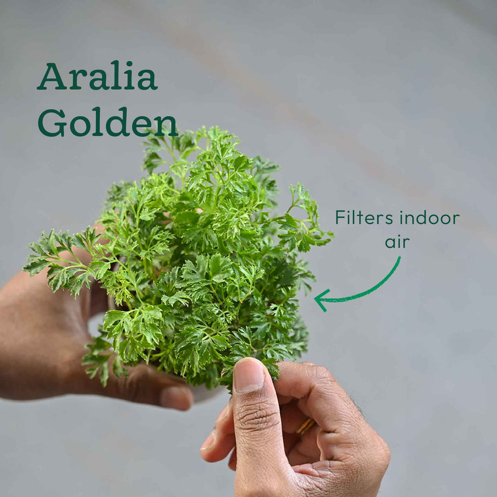 Set of 4 Indoor Plant Decor Bundle