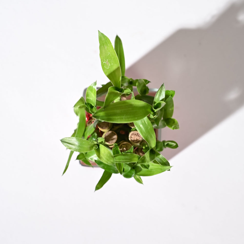 Lucky Bamboo 2 Layer with Square Bowl