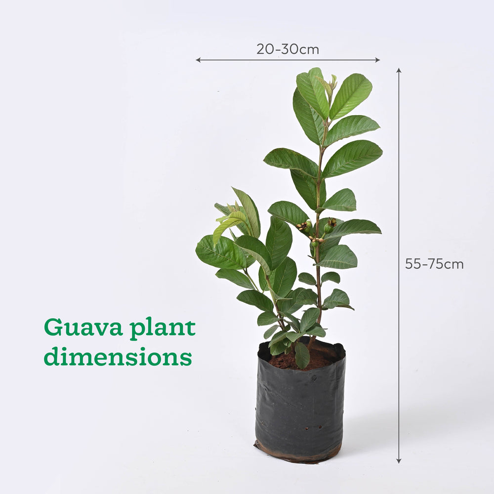 Mango, Guava, Chiku - Combo of 3 Fruit Plants with Grow Bag