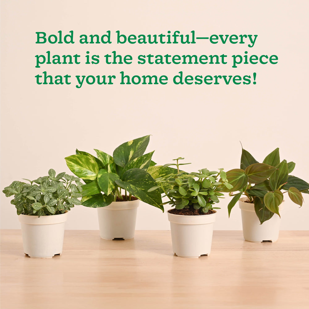 Mini Indoor Plant Set: Low Maintenance Desk &amp; Office Collection (Set of 4, Air Purifying)