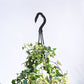 English Ivy Variegated In Hanging Planter