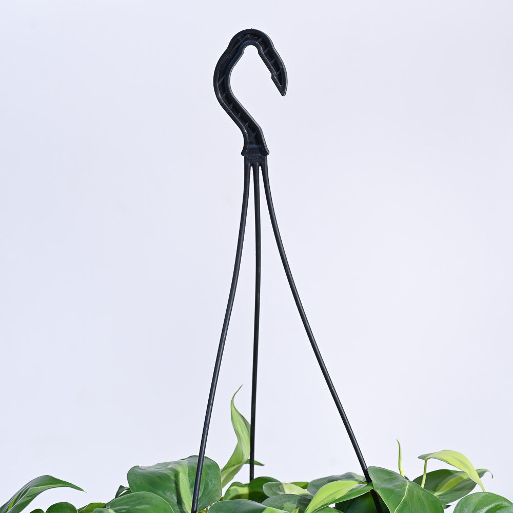 metal philodendron sculpture hanging Buy Philodendron Oxycardium Brasil Hanging Plant